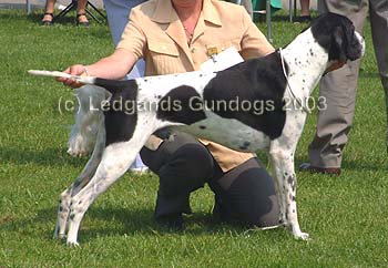 RDCC & 1st Open Dog